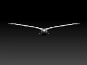 seaguul 3D Print Model