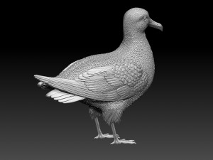 seagull 3D Print Model