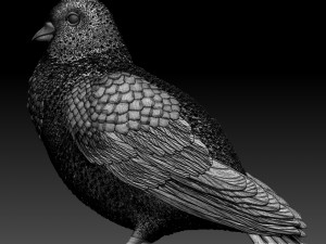 pigeon 3Dプリントモデル