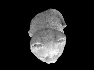 Katze 3D Druckmodell