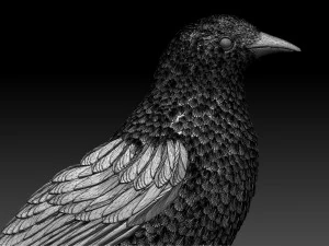 magpie 3D Print Model