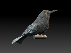 meropidae 3D Print Model