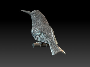 meropidae 3D Druckmodell