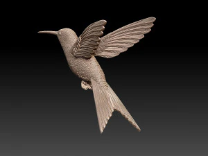 Colibri colibri Modèles 3D en vedette