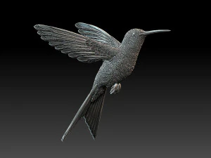 Colibri colibri Modèles 3D en vedette