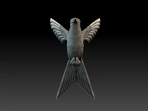 Colibri colibri Modèles 3D en vedette