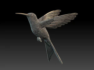 Colibri colibri Modèles 3D en vedette