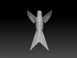 Colibri colibri Modèles 3D en vedette