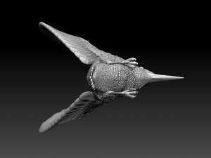 kingfisher 3Dプリントモデル