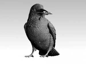 kingfisher 3D Print Model