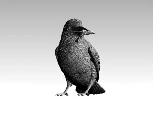 kingfisher 3D Print Model