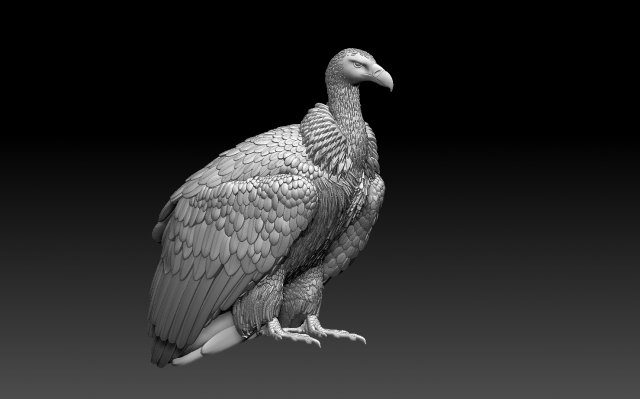 Vulture 3D 프린트 모델 .c4d .max .obj .3ds .fbx .stl .blend 
