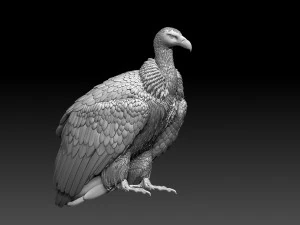 Avvoltoio Modello di stampa 3D