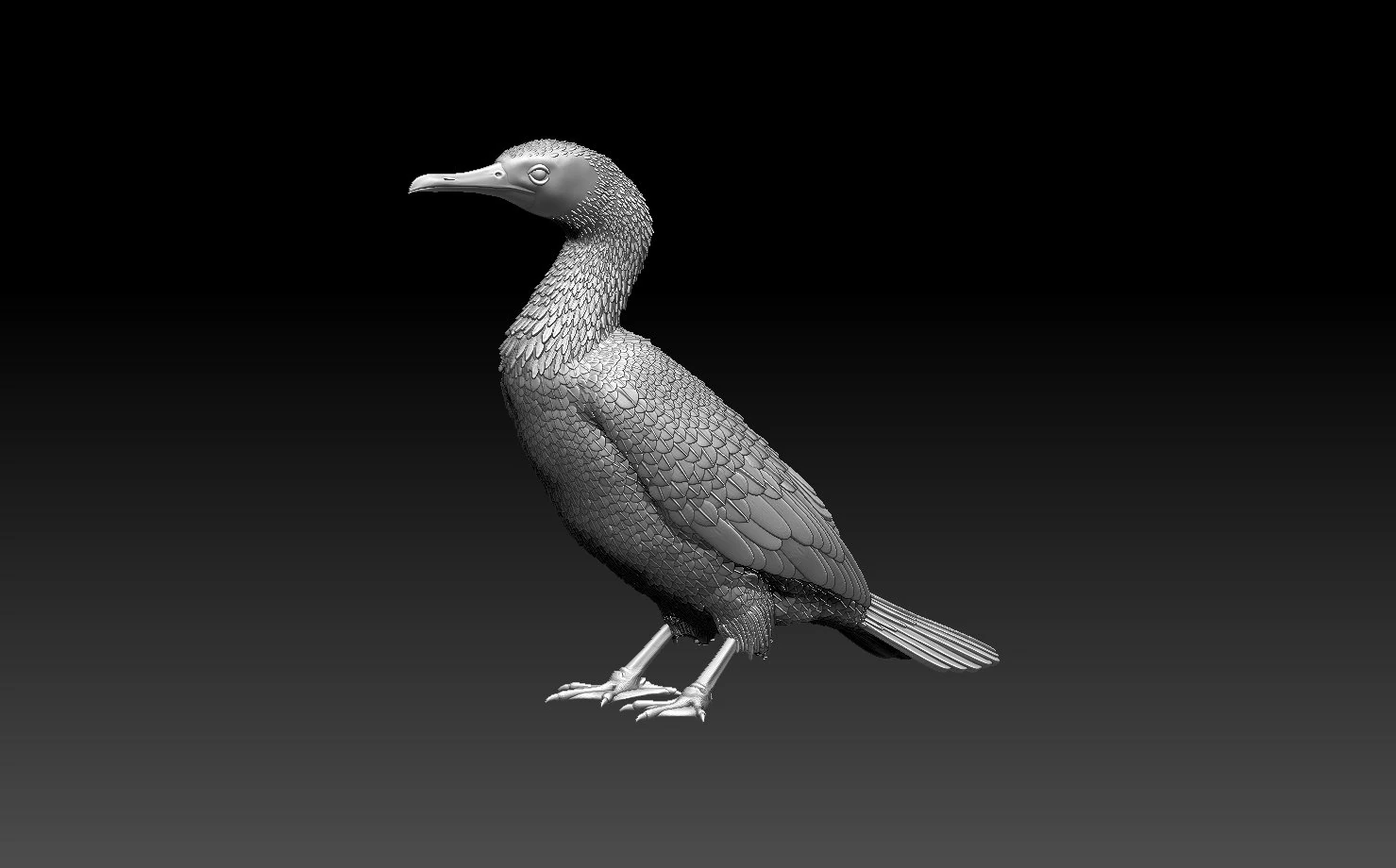 Cormorant 3D Print Model .c4d .max .obj .3ds .fbx .stl .blend 
