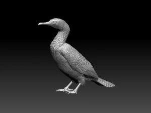 Cormorano Modello di stampa 3D