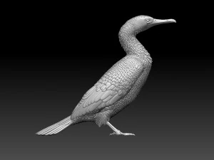 Cormorant 3D Print Model
