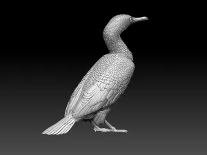 Cormorant 3D Print Model