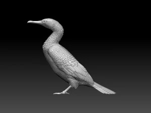 Cormorant 3D Print Model