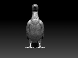 Cormorant Modelo de Impressão 3D