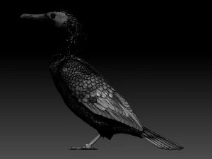 Cormorant 3D Print Model