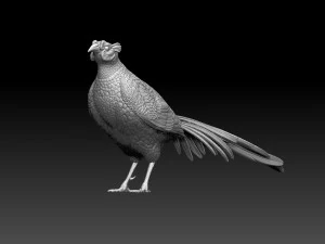 Pheasant 3D Print Model