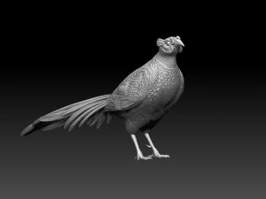Pheasant 3D Print Model