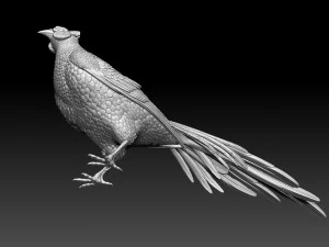 Pheasant 3D Print Model