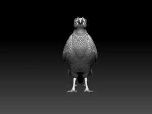 Pheasant 3D Print Model