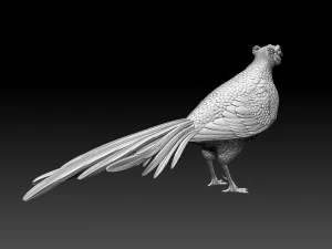 Pheasant 3D Print Model