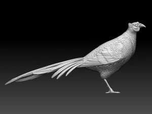 Pheasant 3D Print Model