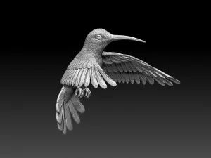 Colibri humming bird 3D Print Model