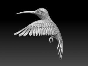 Colibri humming bird 3D 프린트 모델