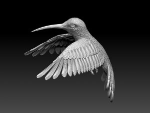 Colibri humming bird 3D 프린트 모델