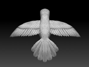 Colibri humming bird 3D 프린트 모델