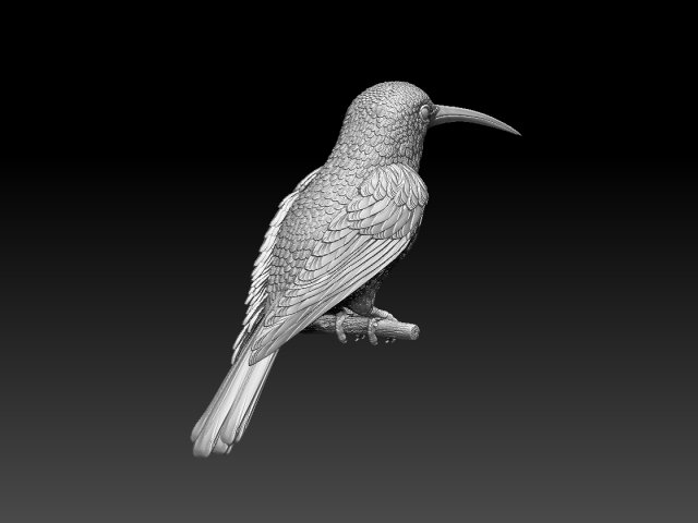Colibri humming bird 3D Print Model .c4d .max .obj .3ds .fbx .stl .blend 