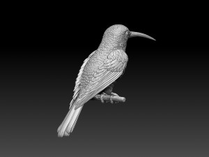Colibri humming bird 3D Print Model