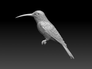 Colibri humming bird 3D Print Model