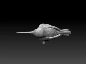Colibri humming bird 3D Print Model