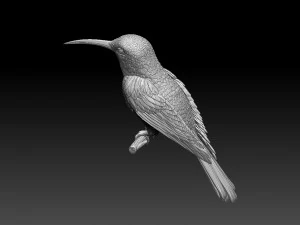 Colibri humming bird 3D Print Model
