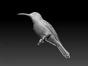 Colibri humming bird 3D Print Model