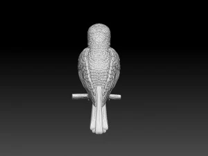 Colibri humming bird 3D Print Model