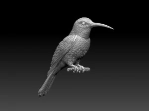 Colibri humming bird 3D Print Model