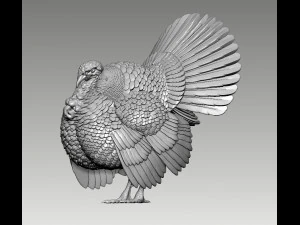 Turkey 3D Print Model