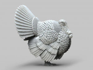 Turkey 3D Print Model