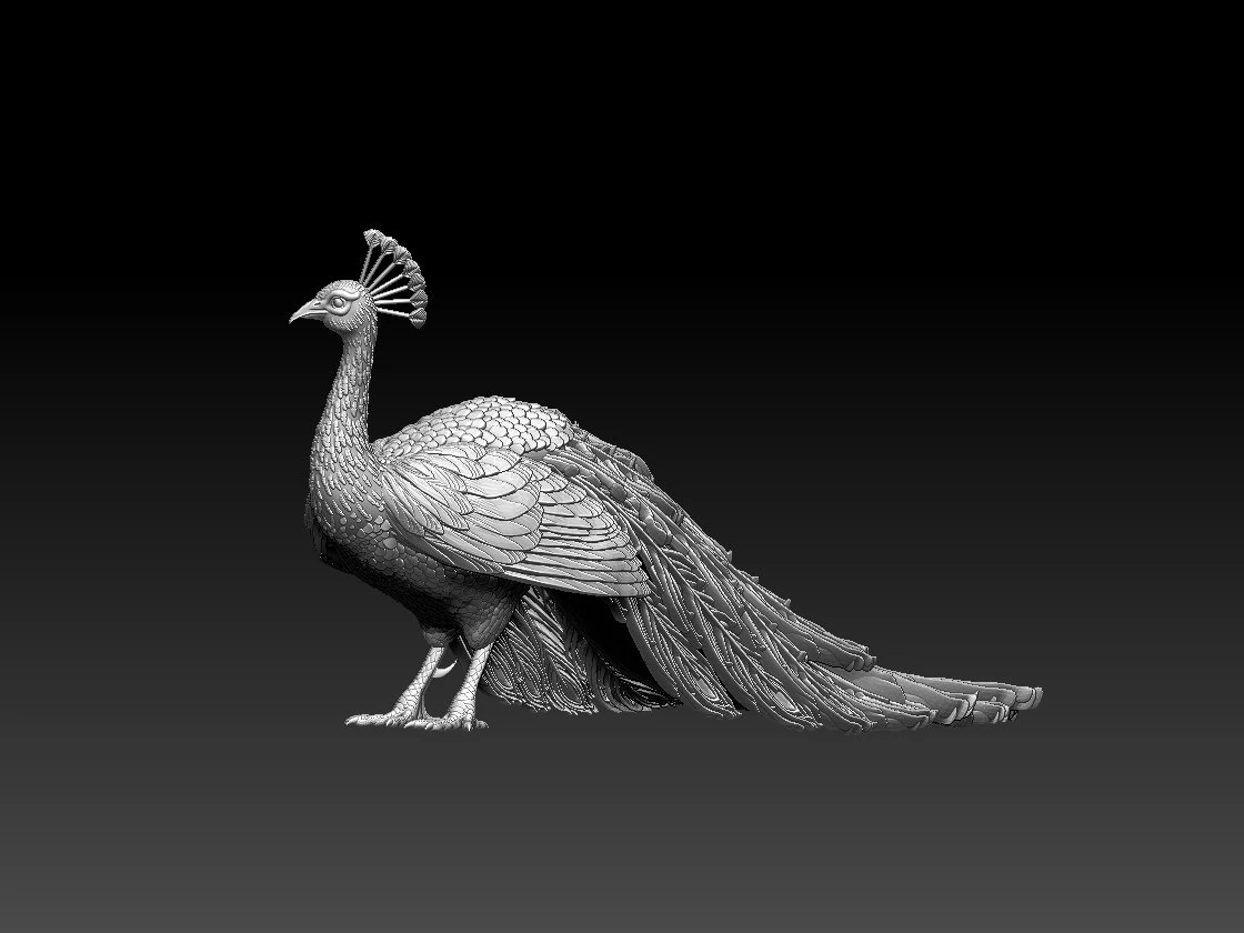 Peacock 3D Print Model .c4d .max .obj .3ds .fbx .stl .blend