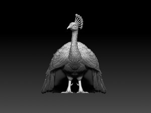 Peacock 3D Print Model