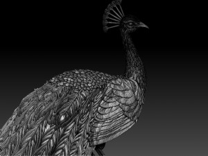 Peacock 3D Print Model