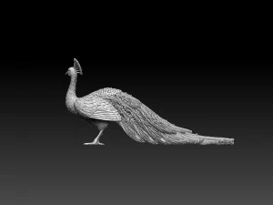 Peacock 3D Print Model