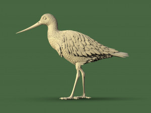 Wading bird 3D Print Model