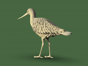 Wading bird 3Dプリントモデル
